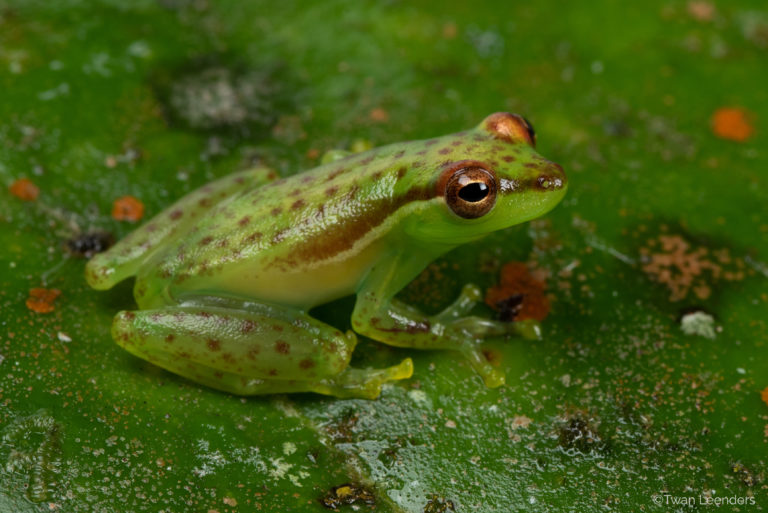 Costarricense descubre nueva especie de rana entre los volcanes Tenorio y Miravalles 