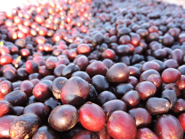 Oxígeno realizará campaña para apoyar al tricampeón nacional de barismo en su sueño de ir al mundial