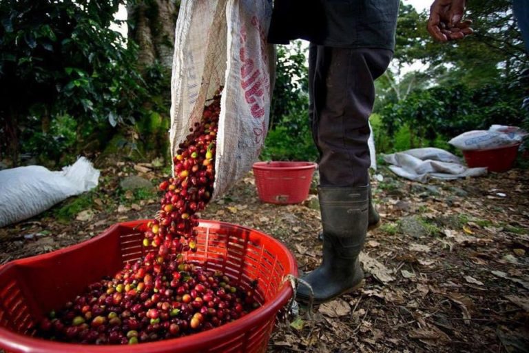 Ejecutivo arranca campaña para regularizar a trabajadores temporales extranjeros del sector agropecuario