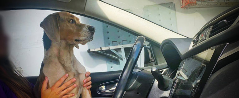 Tránsito recuerda prohibición de llevar mascotas en los regazos al conducir: multa asciende a los ¢113 mil