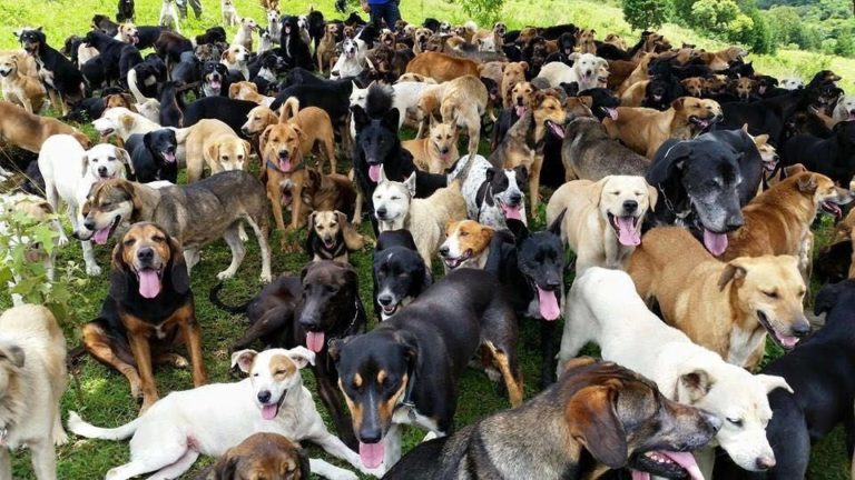 Zaguatón Navideño: Maratónica busca recolectar alimentos para Territorio de Zaguates