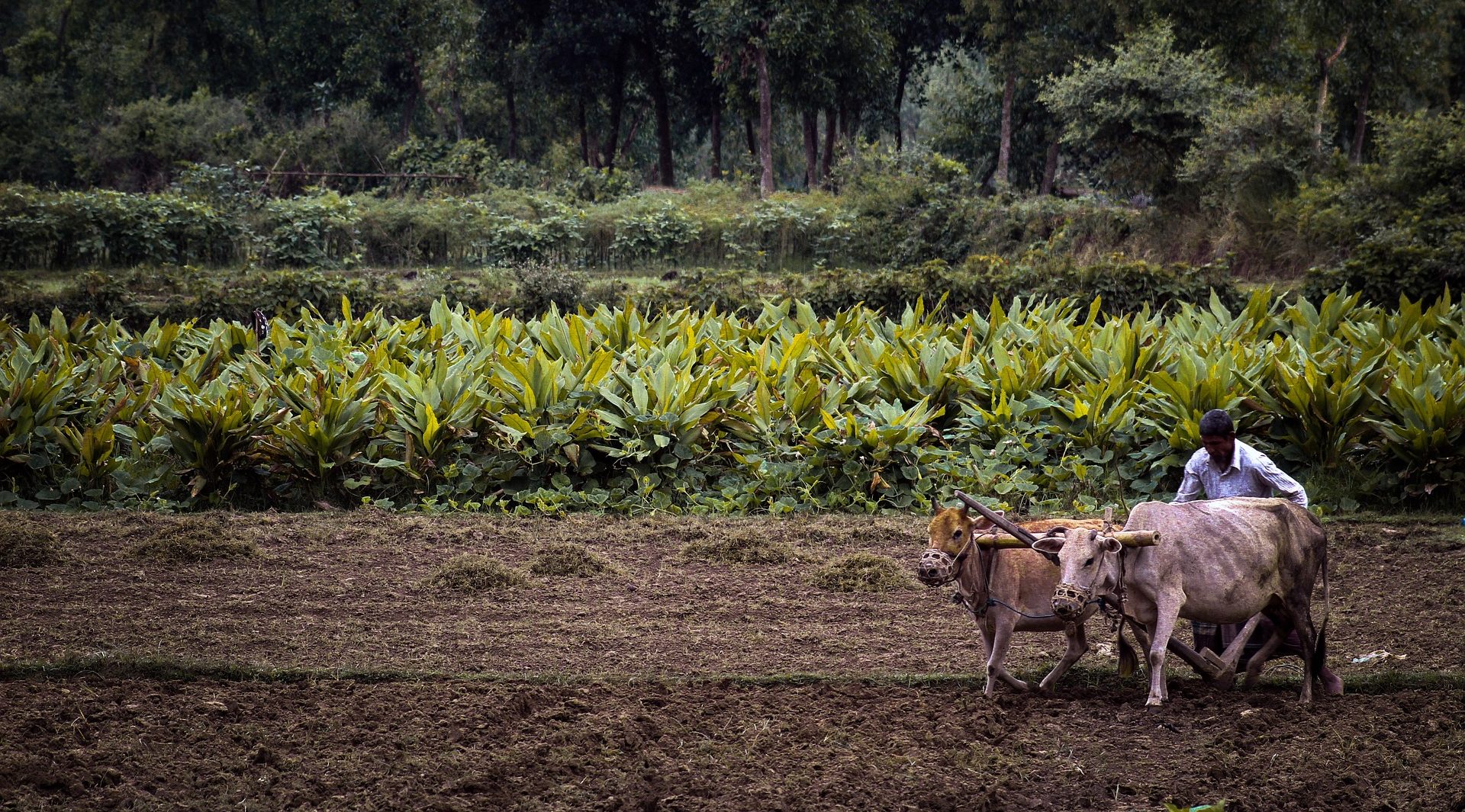 Imagen principal del artículo: En su conmemoración, están condenando al sector agrícola a su desaparición