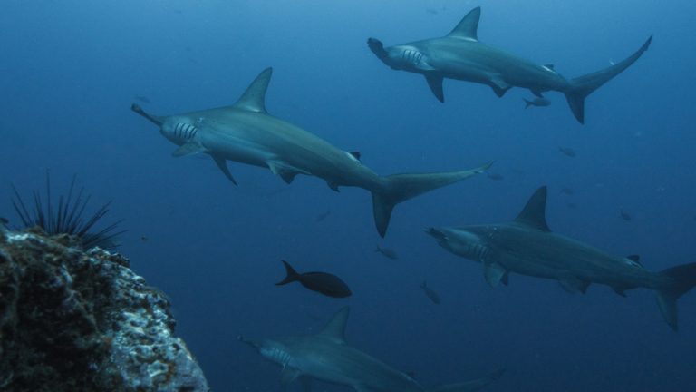 La incoherencia de Costa Rica en conservación marina