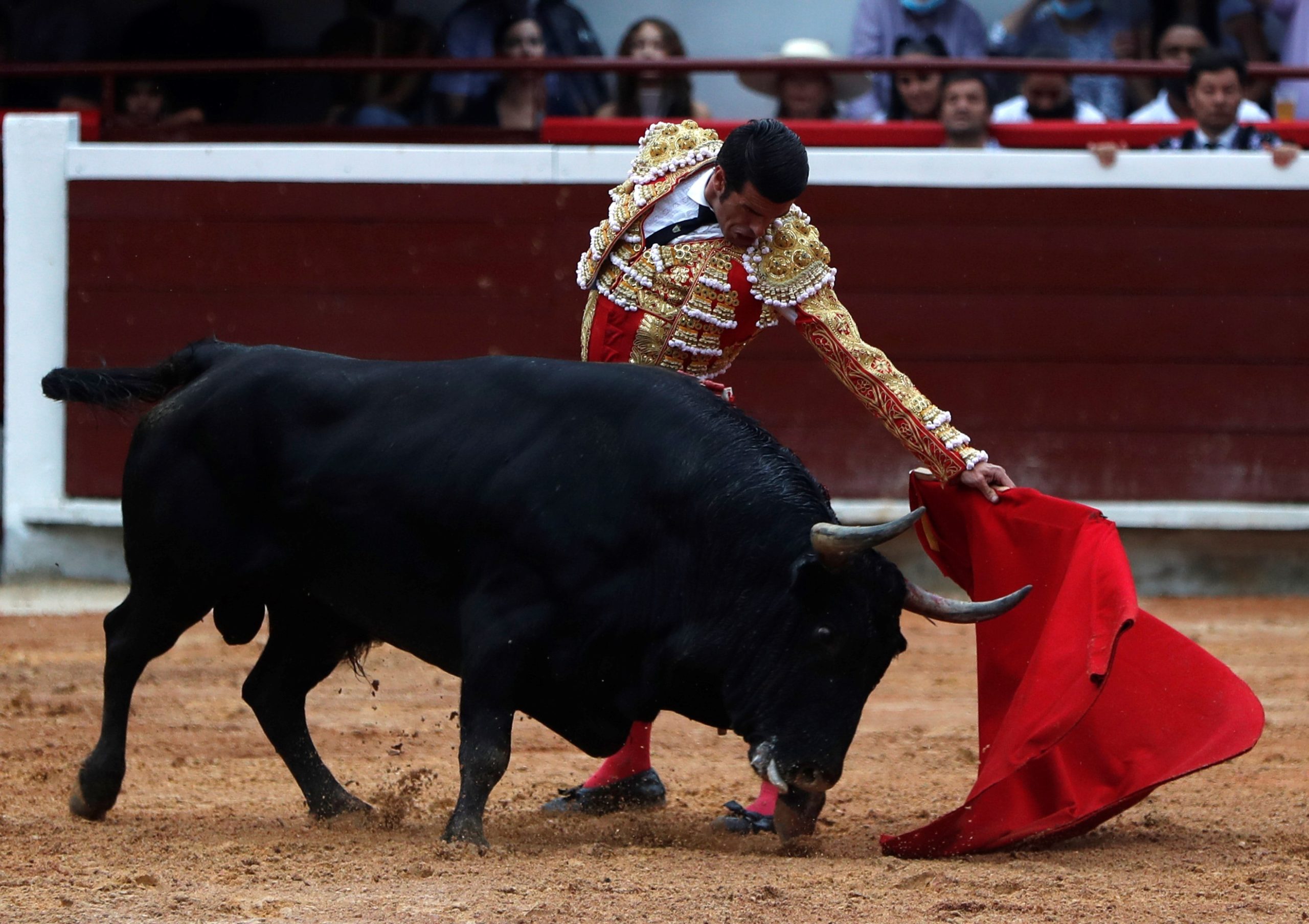 Imagen principal del artículo: Senado de Colombia aprueba la prohibición gradual de las corridas de toros