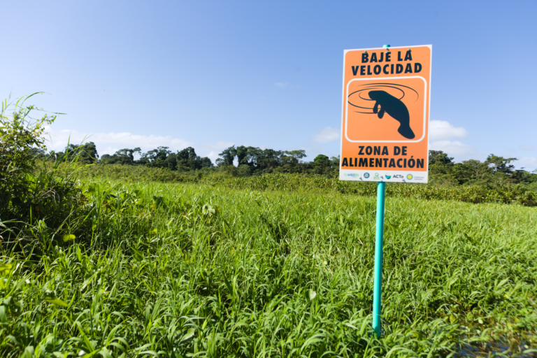 Comunidad de Barra del Colorado y fundación se organizan para proteger a los manatíes