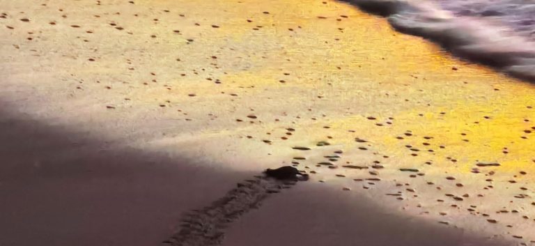 Cambio climático, contaminación y pesca incidental en el Pacífico amenazan a la tortuga marina más grande del mundo