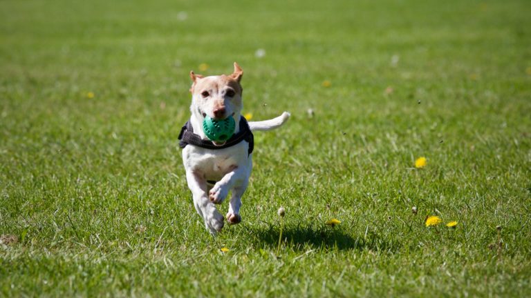 ¿Amante de los animales? Festival de perros en el país se realizará los días 11 y 12 de marzo