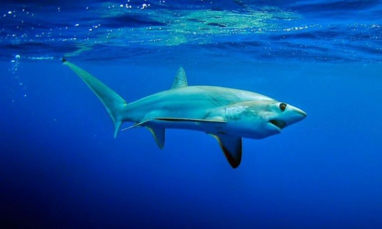 Diputados archivan proyecto que prohibía la pesca de tiburones en peligro de extinción