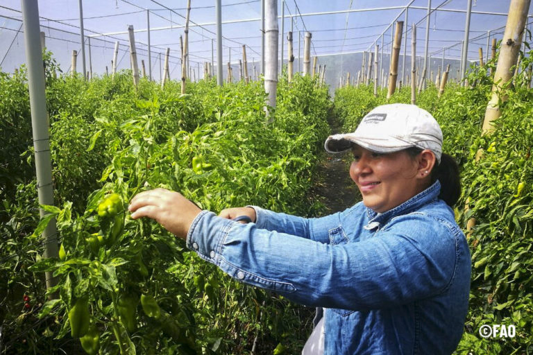 FAO: equidad de género podría acabar con la inseguridad alimentaria de 45 millones de personas