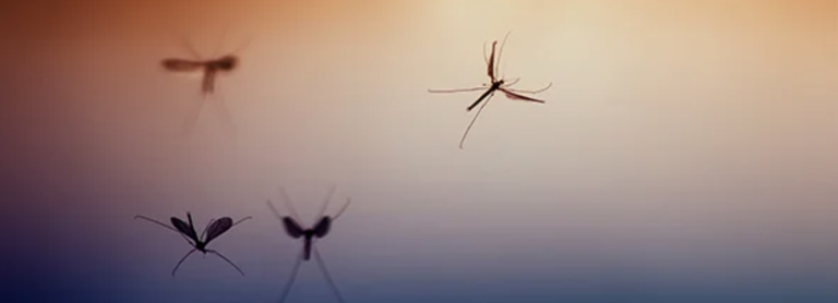 Salud reporta casos de malaria en Cartago: autoridades piden prevención a quienes visitaron el Caribe