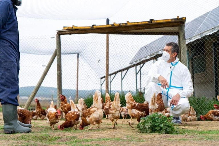 Estados Unidos reporta su primera muerte por gripe aviar H5N1
