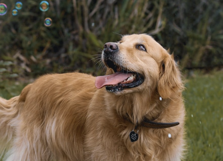 Moravia prohibe venta de pólvora sonora en el cantón para proteger a los animales