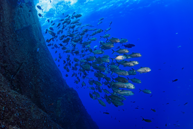 Estudio: Protección de mares no afecta industria pesquera