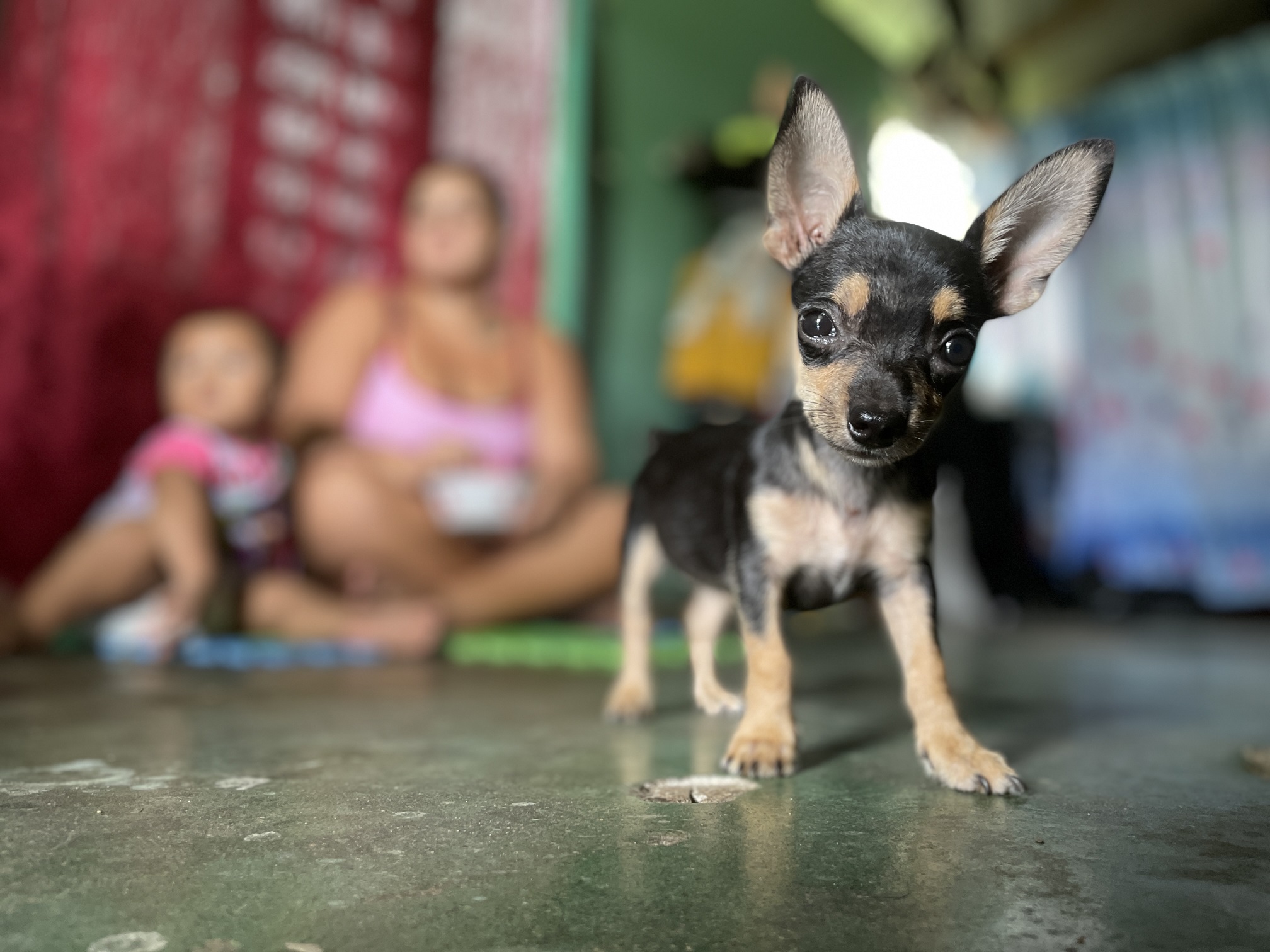 Imagen principal del artículo: Estudio revela que la cantidad de perros callejeros ha disminuido en varias zonas de Costa Rica