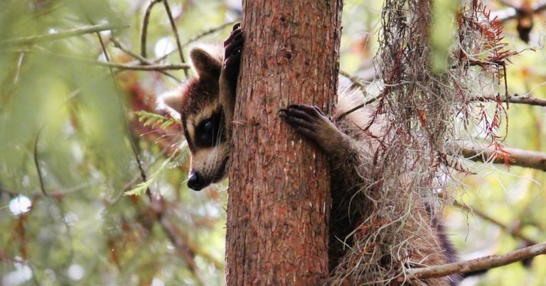 Crisis ecológicas, crisis de creatividad