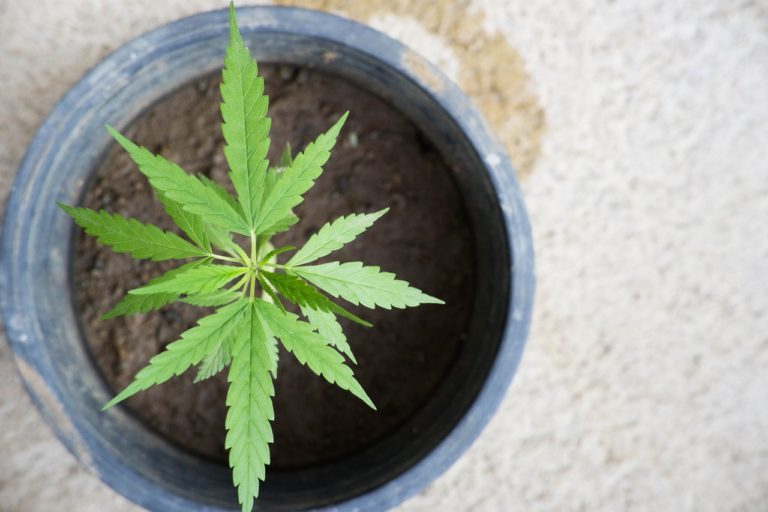 Hablemos de cannabis y auto cultivo, señora Ministra