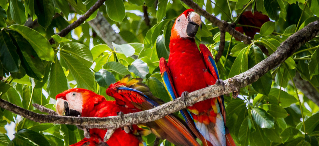 Imagen principal del artículo: Protegemos la biodiversidad y empezamos las celebraciones del Orgullo LGBTIQ+