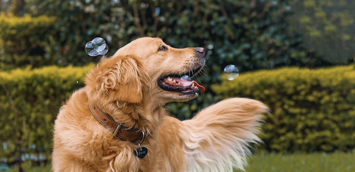Imagen principal del artículo: PETS+ reabrirá hospital veterinario en nuevo edificio de más de 2.200 metros cuadrados