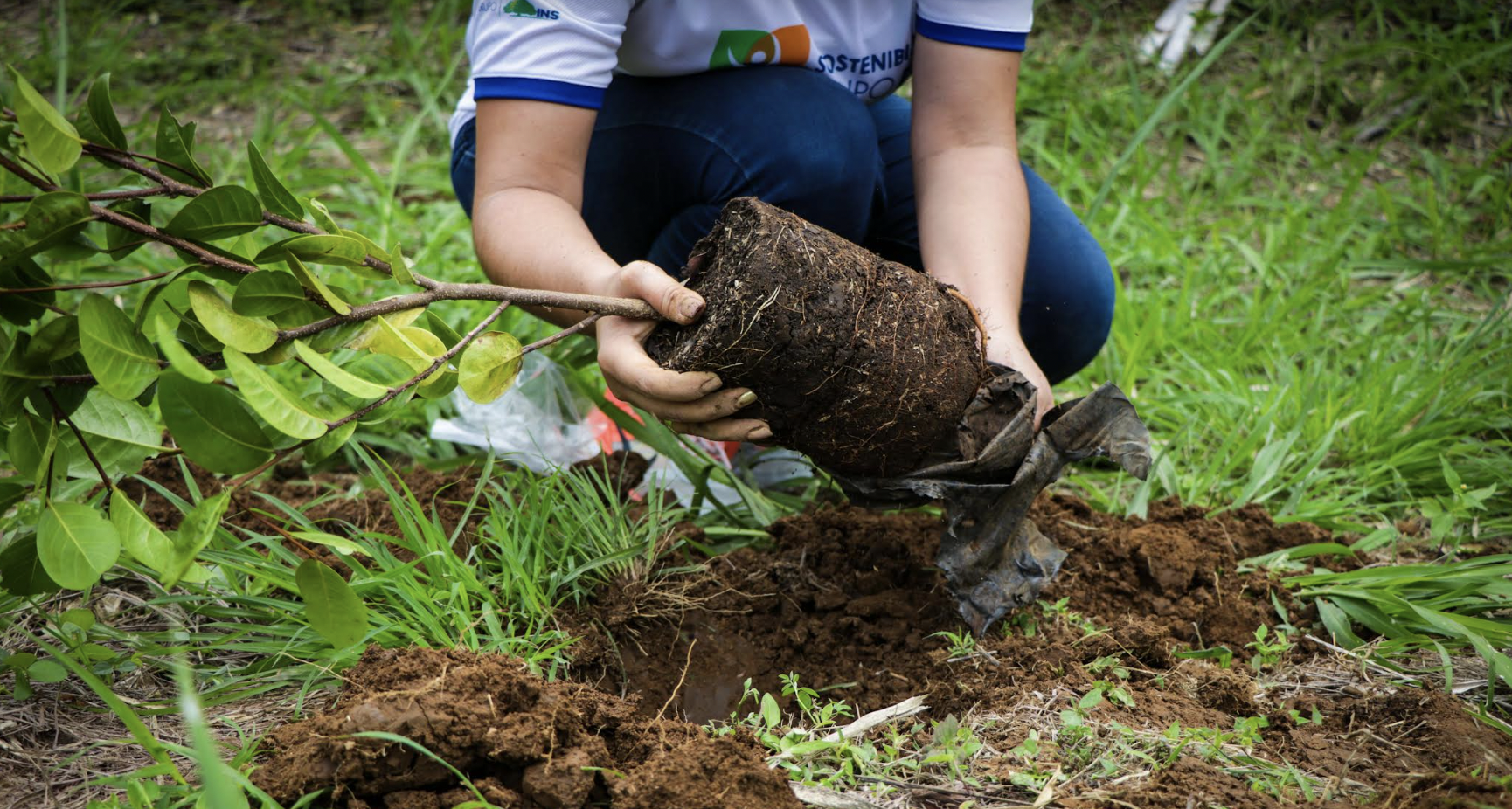 Imagen principal del artículo: Grupo INS y Municipalidad de San José comandarán jornada de siembra de árboles
