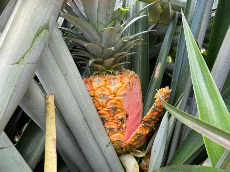 MAG destruye sembradíos ilegales de piña rosada en San Carlos