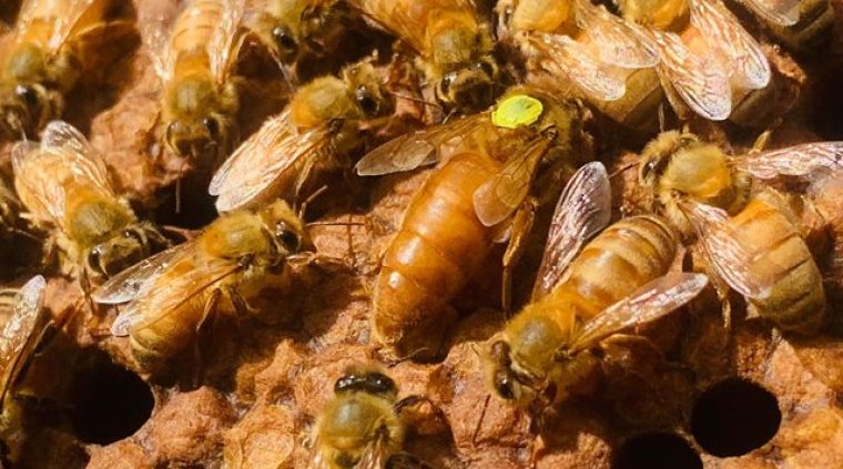 UNA llama a prohibir totalmente plaguicida asociado a la muerte de millones de abejas