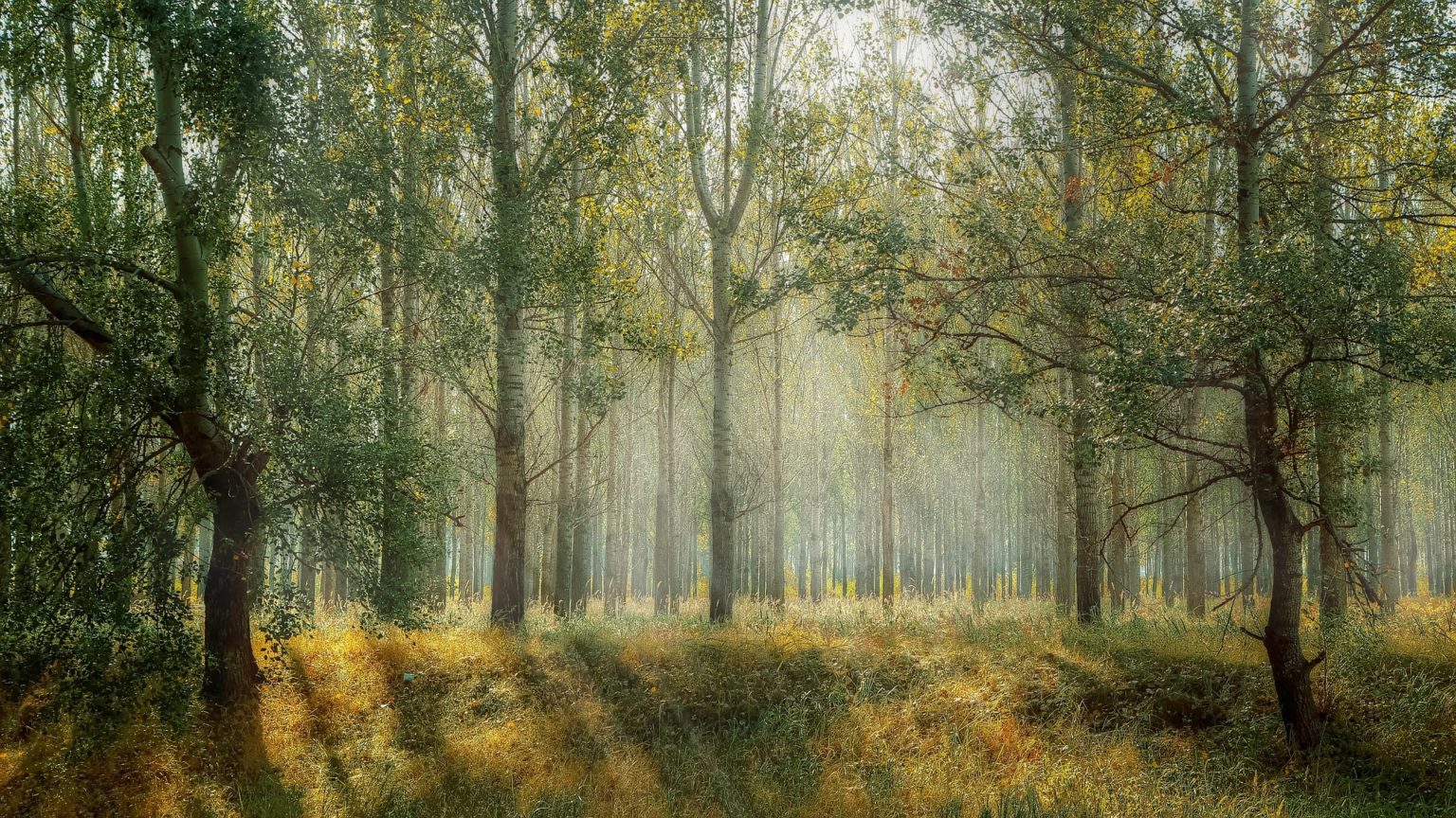 Imagen principal del artículo: La inaplazable obligación legislativa de modificar la definición de bosque de la Ley Forestal