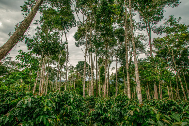 Proyectos locales de adaptación al cambio climático podrán optar por financiamiento de hasta 65 mil euros 