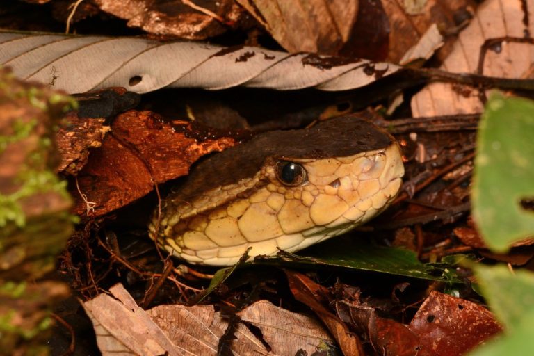 ¿La justicia en el país es como la terciopelo, o es que ponen a la terciopelo en ciertos lugares a propósito?