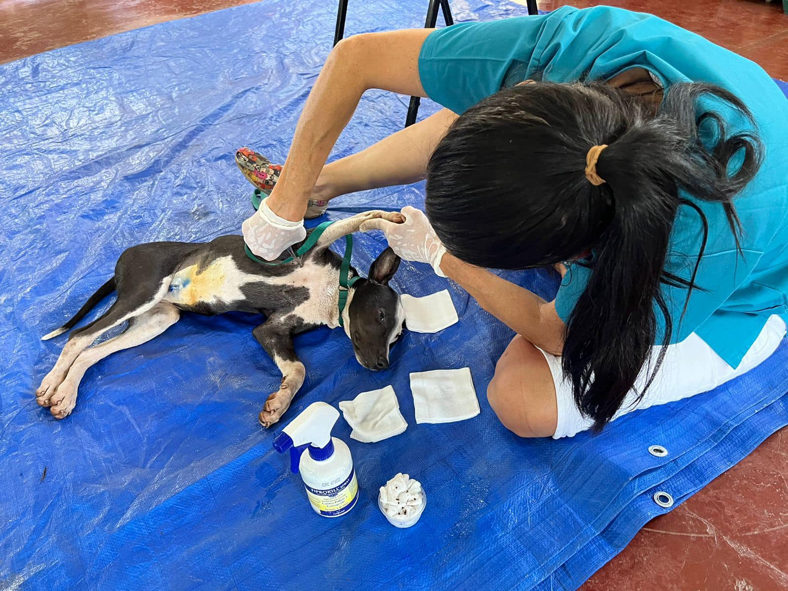 Imagen principal del artículo: Asociación Animalitos Abandonados: la fundación con la que cuatro josefinas castran a perros y gatos de zonas vulnerables