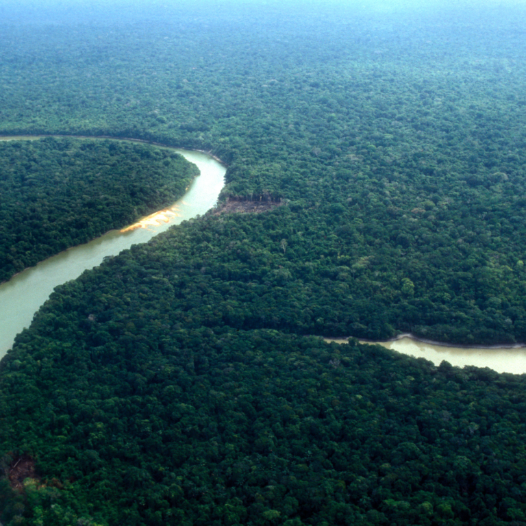 Crean Alianza Amazónica de Combate a la Deforestación