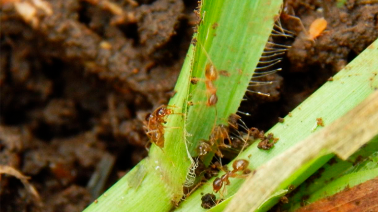 MAG amplía uso de plaguicida asociado a la muerte de abejas para tratar plaga de la "hormiga loca"