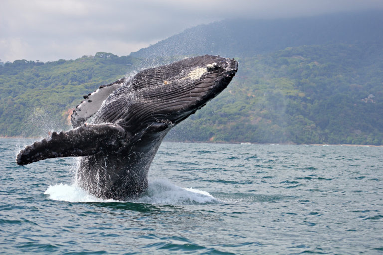 ¿Amante de las ballenas y delfines? Bahía Ballena vivirá festival de avistamiento este fin de semana