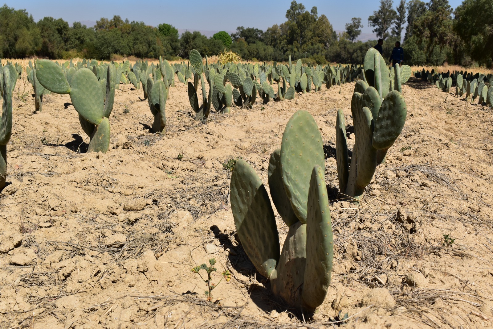 Imagen principal del artículo: La tuna se convierte en aliada frente a la sequía en Bolivia
