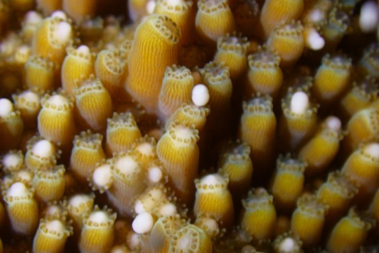 Expertos presenciaron inédito desove de coral en peligro de extinción en Costa Rica