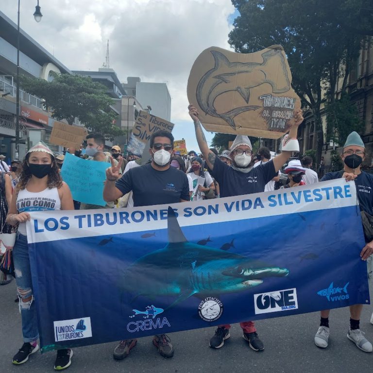 Convocan a marcha para exigirle a Asamblea Legislativa la protección de tiburones en peligro de extinción