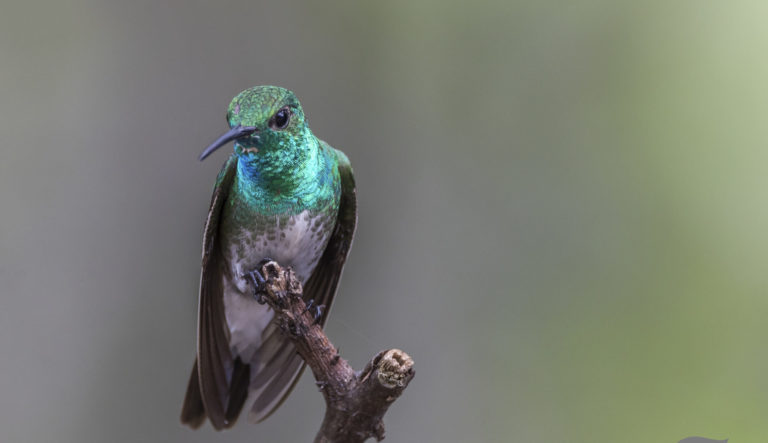 Proyecto para declarar dos especies de colibrís como símbolo nacional fue aprobado en primer debate