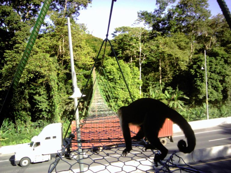 Proyecto que obliga a la construcción de pasos de fauna en carretera avanza en la Asamblea Legislativa