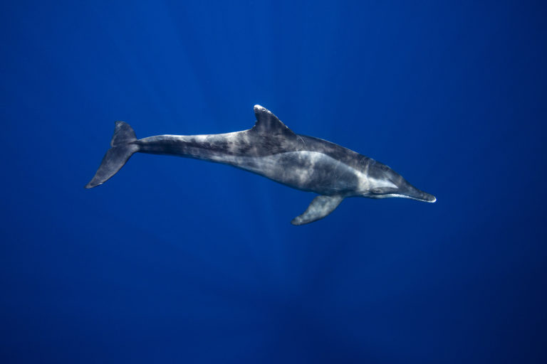 ¿Cuáles ballenas habitan en Centroamérica?