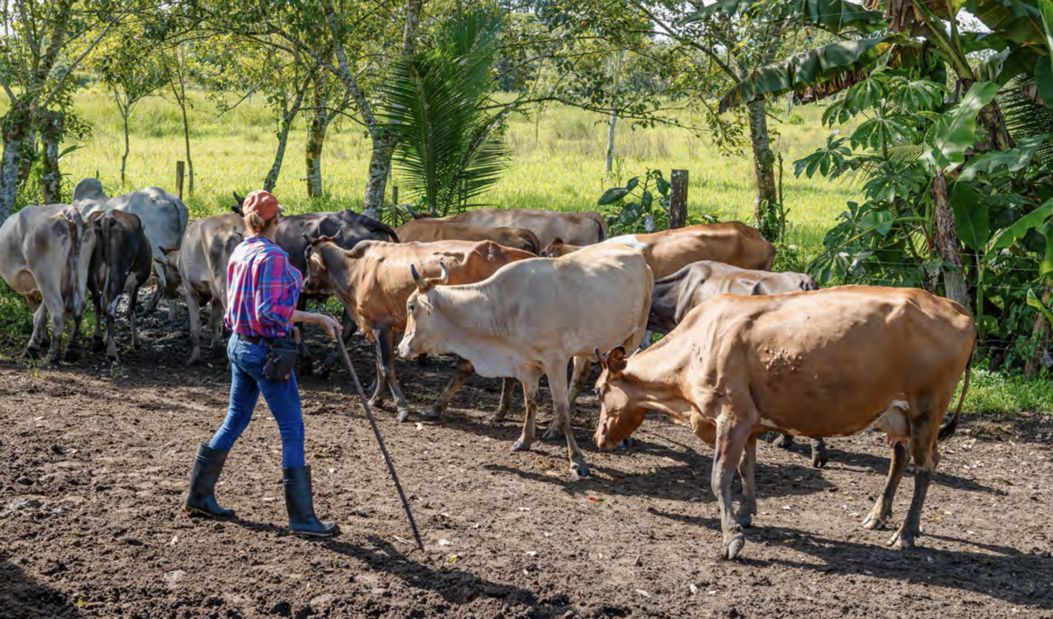 Imagen principal del artículo: FAO y PNUD claman por equidad de género en sector ganadero