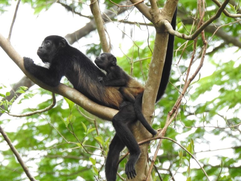 Inteligencia artificial ayudará a proteger al mono congo en Guanacaste