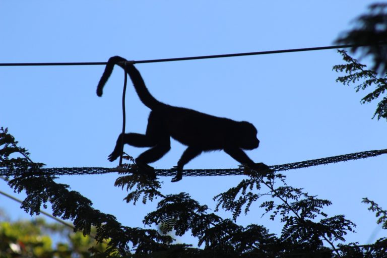 Organizaciones buscan evitar electrocuciones y atropellos de monos con 20 nuevos pasos de fauna en Santa Cruz