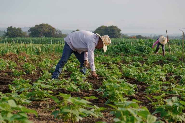 BCIE aprobó cooperación para plataforma digital de subastas en el sector agropecuario