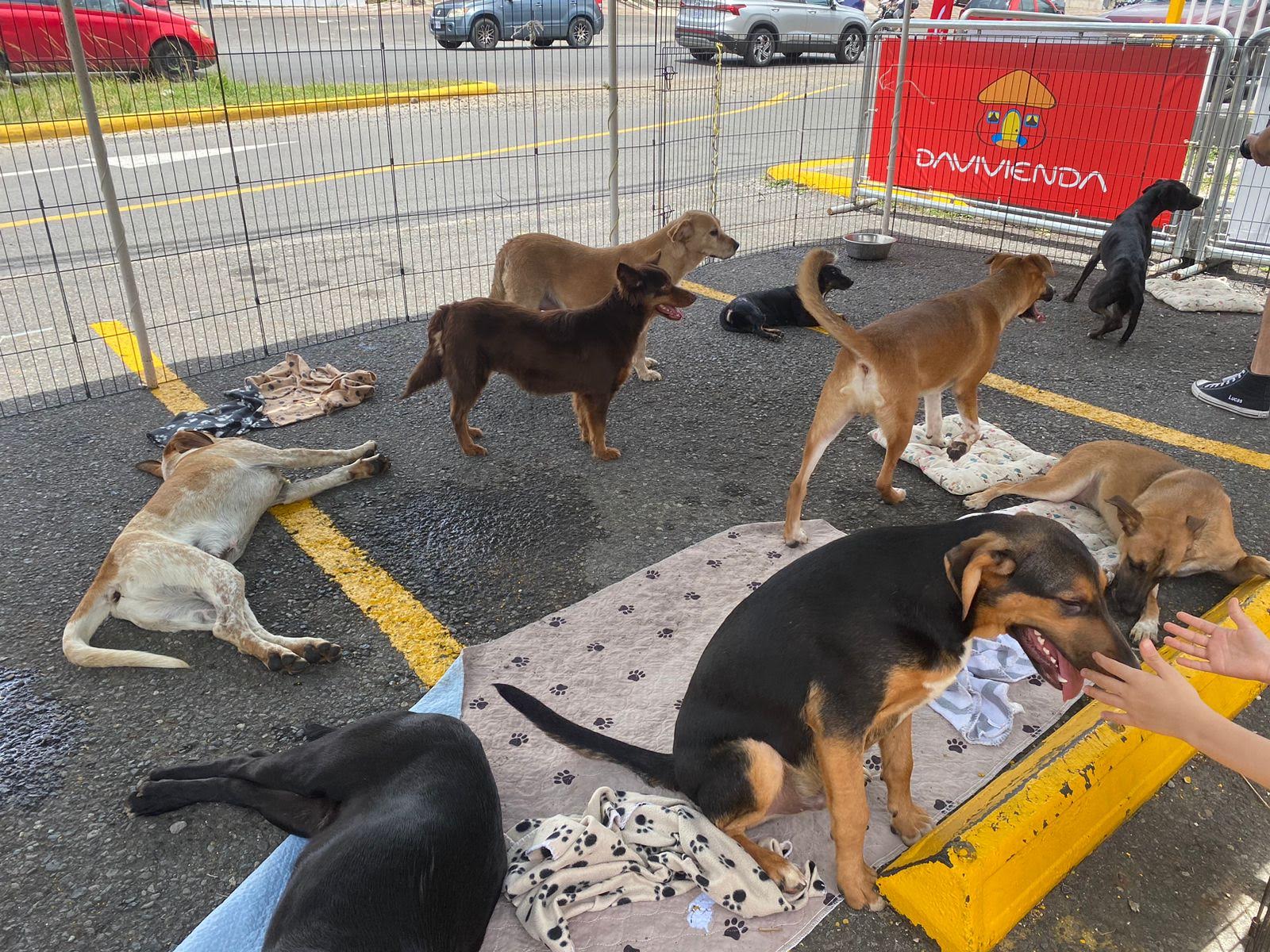 Imagen principal del artículo: Davivienda anuncia segunda jornada de adopción de mascotas en Curridabat