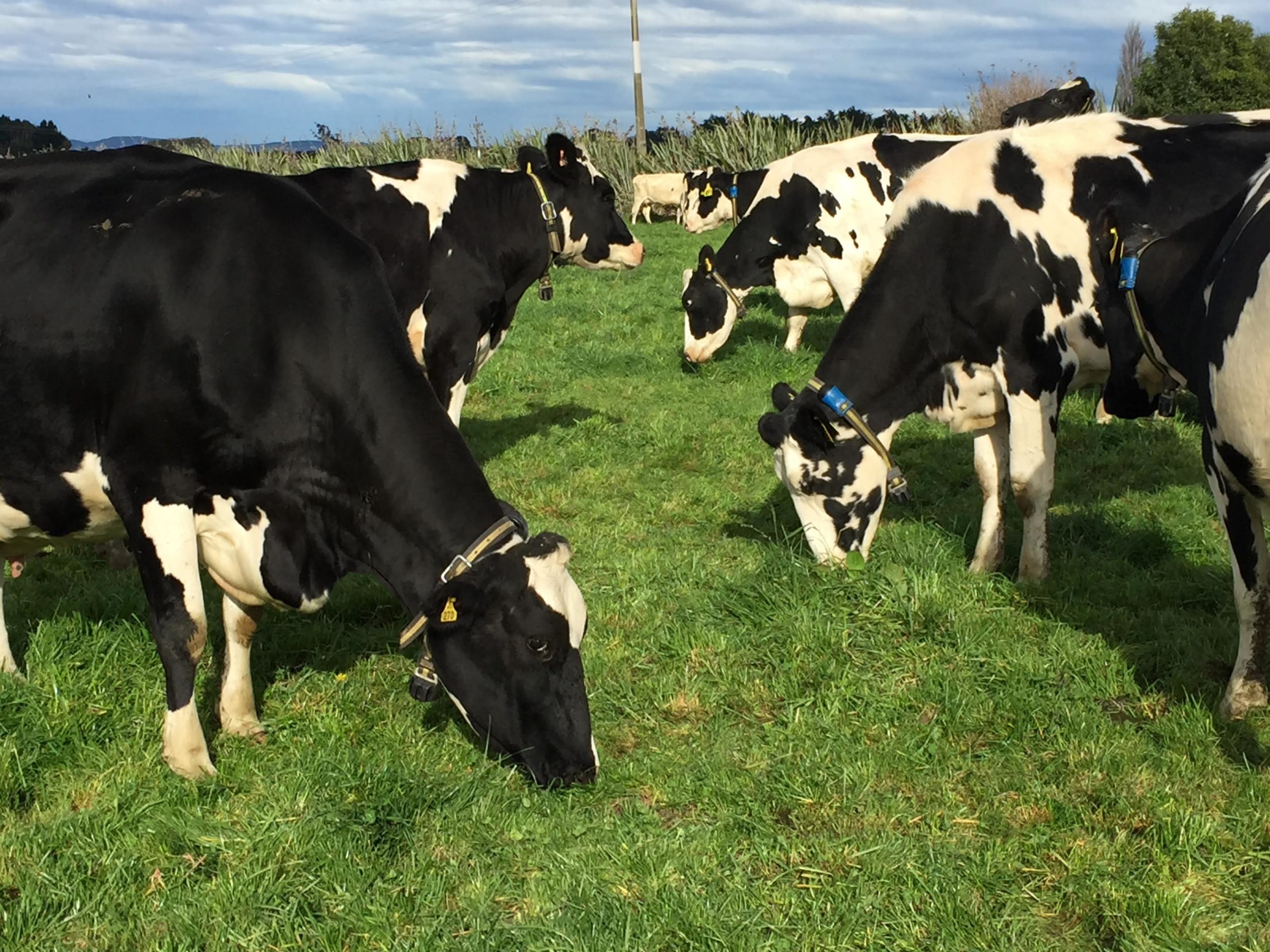 Imagen principal del artículo: One Health: una iniciativa mundial para el bienestar de la salud animal