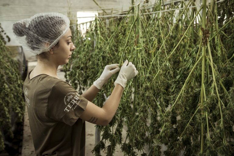 Desentrañando mitos en la era de la medicina cannábica