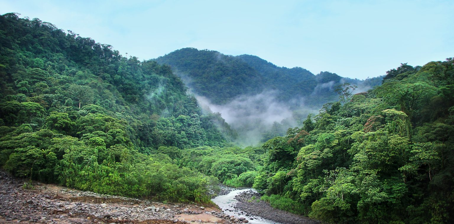 Imagen principal del artículo: PEN: bosques del país son insuficientes para cumplir metas en mitigación del cambio climático