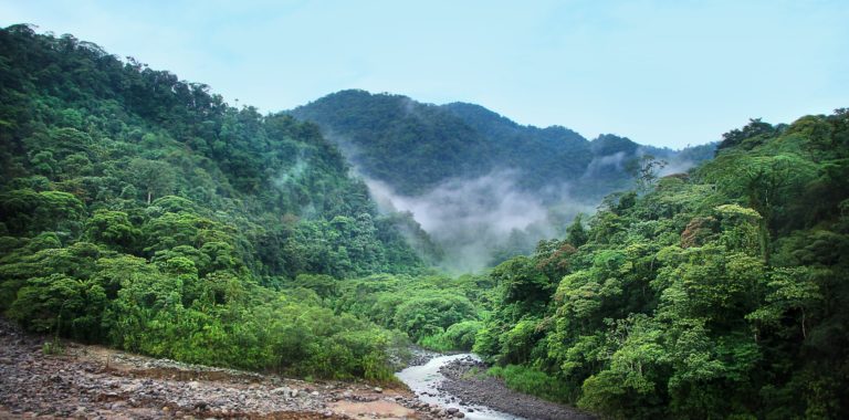 PEN: bosques del país son insuficientes para cumplir metas en mitigación del cambio climático