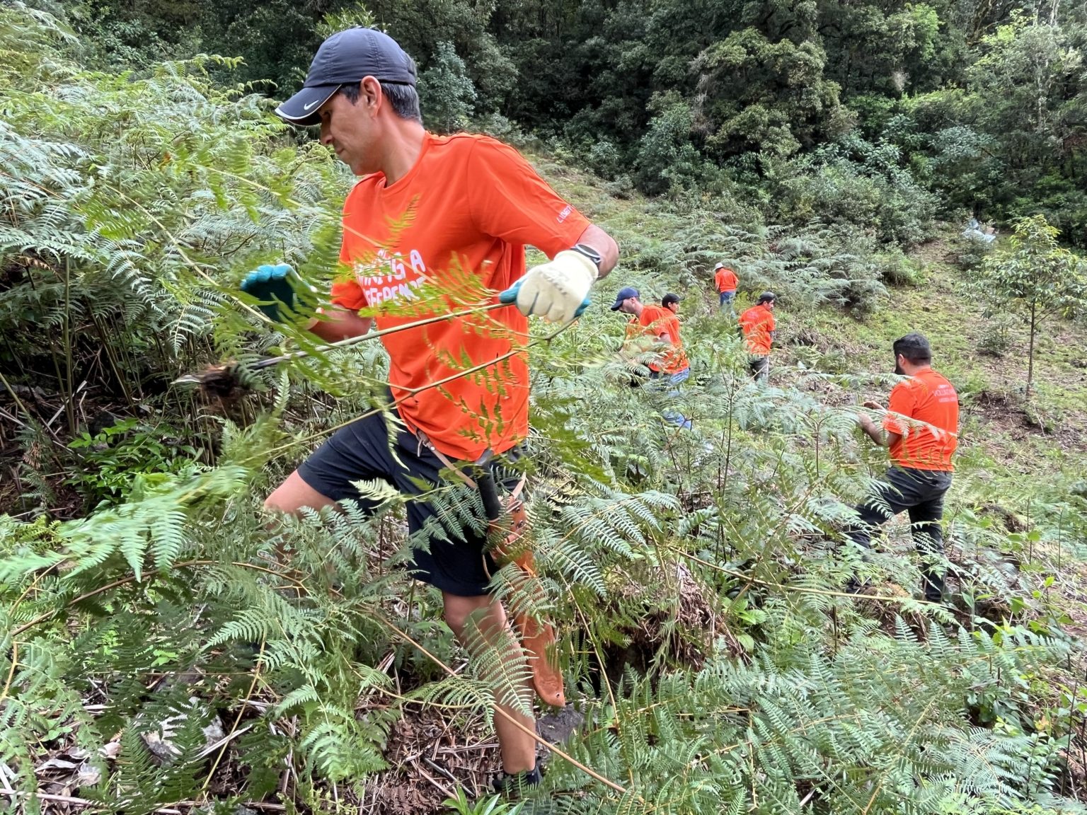 Imagen principal del artículo: Liberty celebró gran jornada de voluntariado en distintos puntos del país