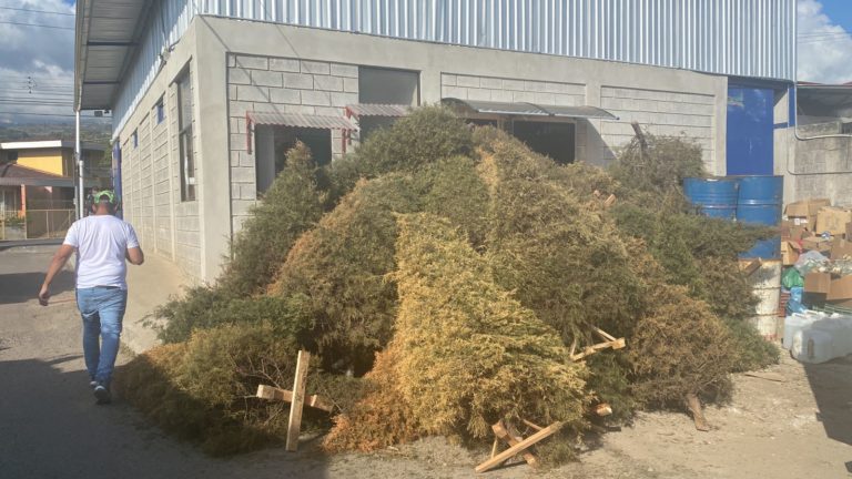 Vecinos de Cartago, el Guarco, Oreamuno y Curridabat aún tienen tiempo de reciclar su árbol de navidad