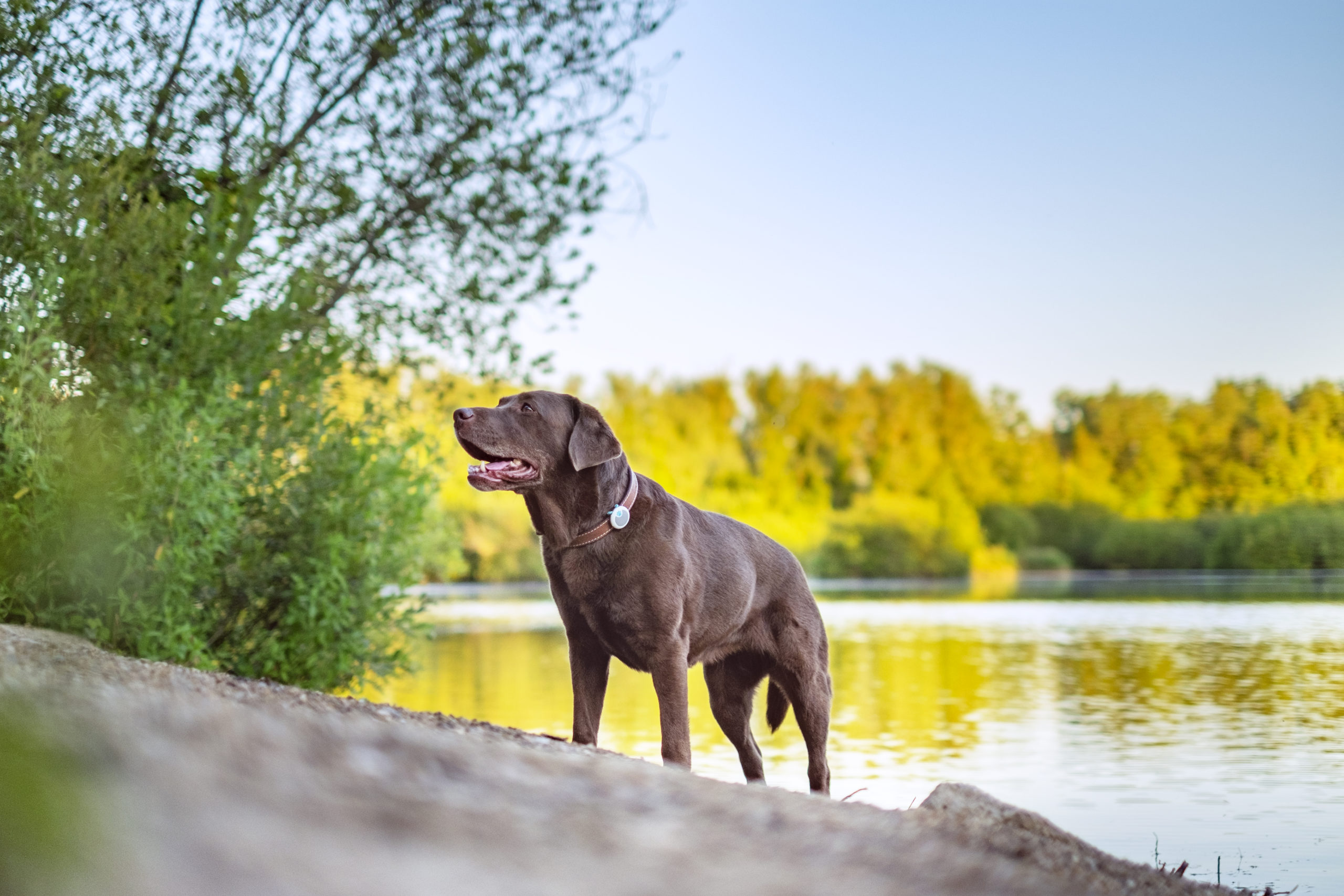 Imagen principal del artículo: Día Mundial de la Esterilización Animal: conozca los beneficios de este procedimiento en su mascota